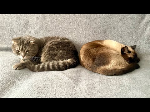 Видео: Влог/ Милые котики. Готовлю из банана… и печени. Нижневартовск 