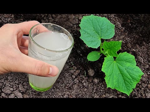 Видео: Даже дохлые Огурцы, Томаты, Перцы вмиг пойдут в рост и не будут болеть, Повысит урожай в 10 раз