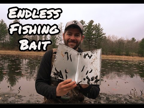 Видео: Ловля пиявок с помощью НОВЫХ маленьких ЛОВУШЕК!