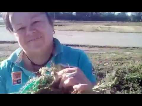 Видео: Лечение от блох настоем полыни