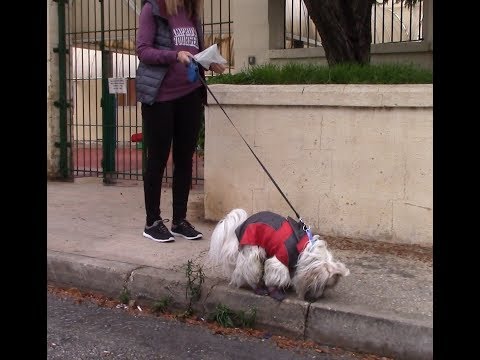 Видео: Собака ест фекалий. Почему и как отучить | Вопрос-ответ