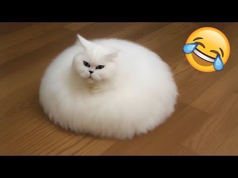 Видео: Самые смешные животные 🤣😅 Новые смешные видео с кошками и собаками 😹🐶 Часть 5