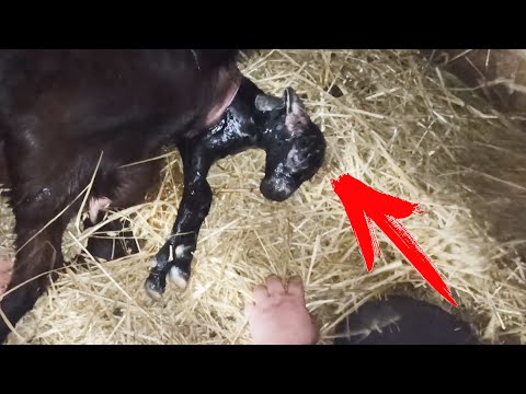 Видео: ОТ ТАКИХ РОДОВ САМА В ШОКЕ! ВОТ ПОЧЕМУ НЕ НУЖНО РАНО ПОКРЫВАТЬ КОЗ!
