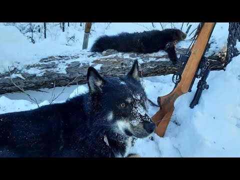 Видео: Охота на соболя с лайками. Трудовой соболь