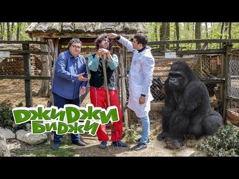 Видео: ДжиДжи БиДжи - Разгонената горила 🐵