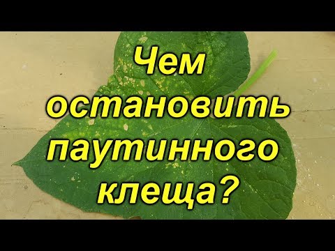 Видео: Паутинный клещ не пройдёт!!!- самые эффективные препараты против клеща.