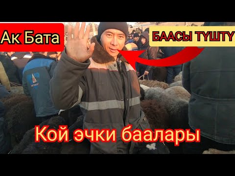 Видео: Ак Бата Мал Базары/Кой Эчки баалары 👍