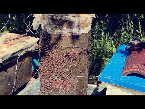 Видео: Пчеловодство. Роеловство. Ловля бродячих роев. Рой гигант попался  в ловушку дуплянку.  #Роеловство