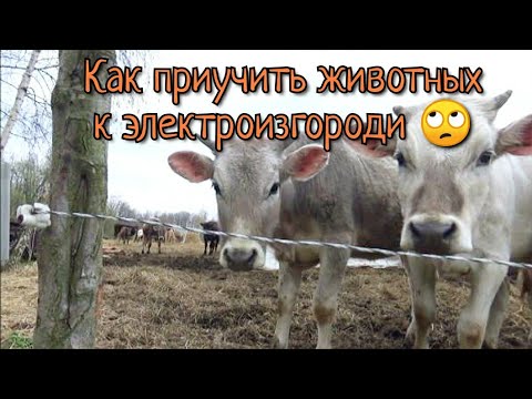 Видео: Как мы приучаем коров и телят к электроизгороди (электропастуху)