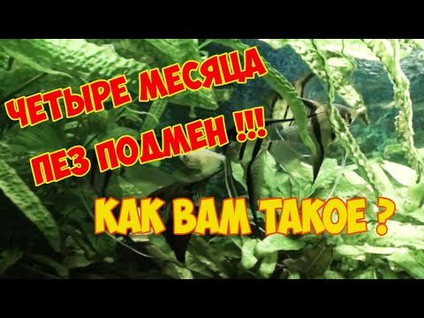 Видео: Аквариум 220 литров. Четыре месяца без подмены воды! | Four months without water replacement!