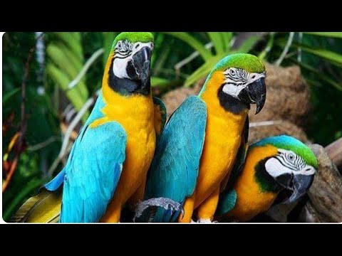 Видео: Қора қамиш ТУТИ бозори