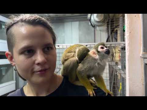 Видео: Малыш саймири растет и мама стала доверять нам общение с ним