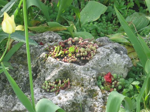 Видео: Влог "Садиба, як вона є".#gardendiy #garden #diy #rustic #сад# садиба