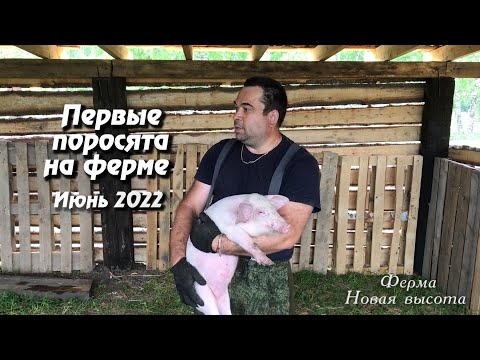 Видео: Привезли первых поросят на ферму. Электропастух. Нипельные поилки для поросят.