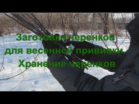 Видео: Заготовка черенков для весенней прививки. Хранение черенков