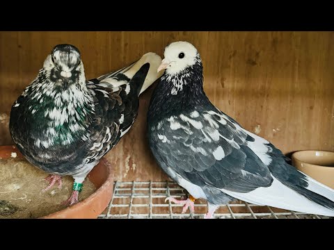 Видео: Сезон размножения 2024 — Бирмингемские роллер-голуби #голубь #кабутар #птицы