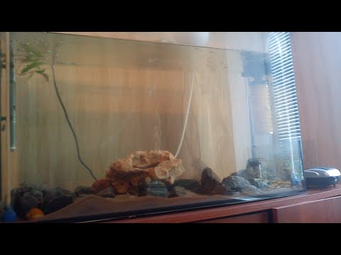 Видео: Принцесса Бурунди. Апистограмма Рамирези. ¥ Мои цихлиды и наша подводная територия. [Полный обзор].