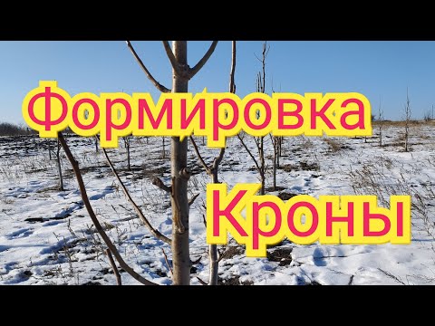 Видео: Обрезка молодого сада груши.  Формировка пальметты.