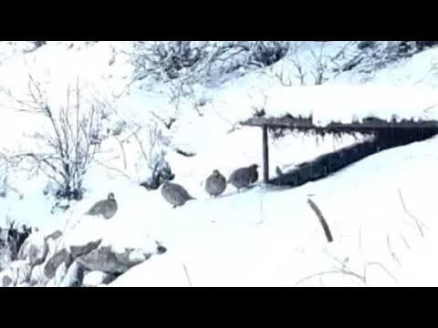 Видео: чапарак н нуробод ловушка для курападка шикори кабк