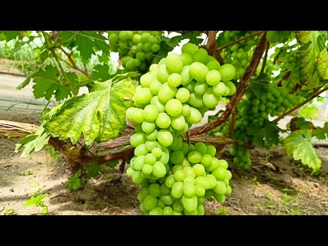 Видео: 12.08.2025г.Виноград в теплице и на улице.Созрели Инжир и папайя.