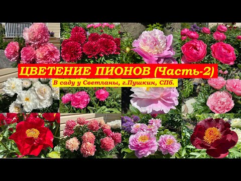 Видео: Цветение пионов. Часть-2 (В саду у Светланы, г.Пушкин, СПб.)