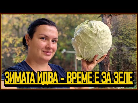 Видео: Залагаме кисело зеле 2025! 🥬 Тайната, която прави зелето хрупкаво и вкусно! 😋