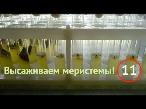 Видео: [11] Делаем введение в культуру правильно! Высадка меристем на основе накопленного опыта