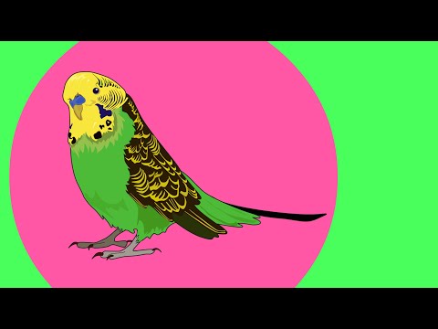 Видео: САМЫЙ ВЕСЕЛЫЙ ВОЛНИCТЫЙ ПОПУГАЙ КУПАЕТСЯ в ЛИСТЬЯХ САЛАТА ▶️ МИЛЫЙ ПОПУГАЙ ▶️ зеленый попугайчик TV