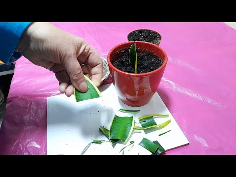 Видео: А ВЫ это ЗНАЛИ?  Как РАЗМНОЖИТЬ  ВАРИЕГАТНУЮ  САНСЕВИЕРИЮ, чтобы СОХРАНИЛАСЬ её ПЕСТРОЛИСТНОСТЬ.