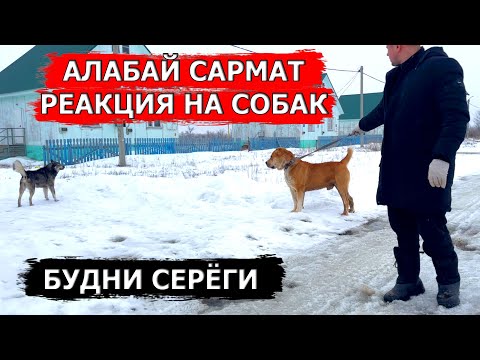 Видео: Реакция Сармата Алабая на бродячих собак