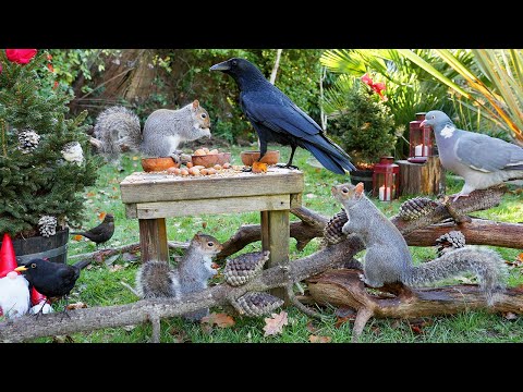 Видео: Кино Для кошек и собак 😸 Птицы и белки играют с эльфами 🕊️ птички для кошек (4K HDR)