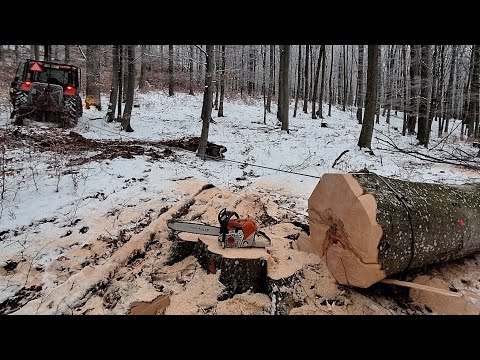 Видео: Снова вырубка и негабаритные буки, Начинаем в новом лесу, Stihl ms 500i, Amles, Zetor