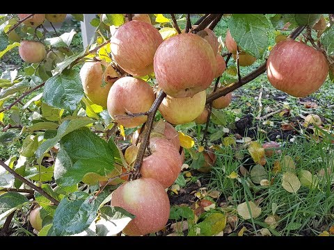 Видео: Яблоня Фуджи /Apple Fuji/