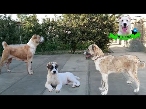 Видео: В гостях у Мерген ага Мары Мургап . Мокона и ХанГаплан Туркменский Волкодав - Turkmen Alabay