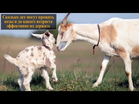 Видео: Сколько лет живут козы