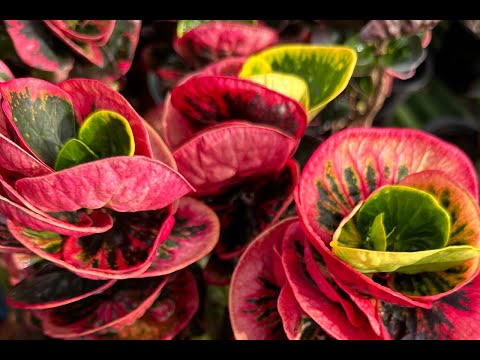 Видео: КРОТОНЫ-2024. Часть 2