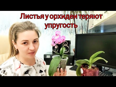Видео: Орхидеи теряют УПРУГОСТЬ листьев. В чем причина? Что делать?