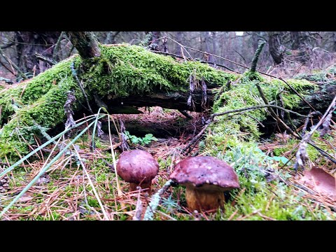 Видео: К концу ноября ПОЛЬСКИЙ ГРИБ полянами !!!