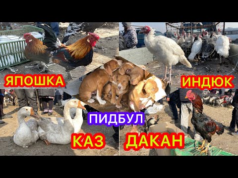 Видео: ОППАА!  Ит, Коен, Өрдөк, Тоок, Үндүк, Каз, Күчүк, Бөдөнө, Дакан, Торпок бир ТАРТЫЛДЫ
