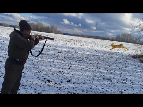 Видео: Охота на Зайца по Первому Снегу!!! Полубелый Сидит до последнего.