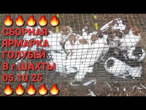 Видео: 🔥🔥🔥 Птичий рынок в г.Шахты. Сборная ярмарка голубей 05.10.25. Часть 3.