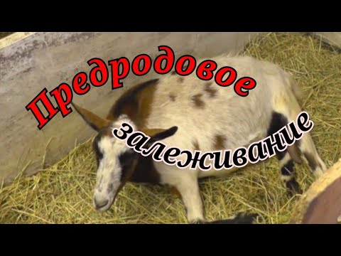 Видео: Хромота овец/коз/коров. Предродовое залеживание