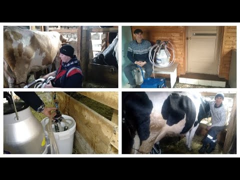 Видео: Переводим коров на доильный аппарат//Первое доения после ручной дойки.
