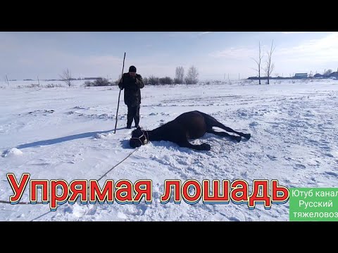 Видео: Табунное коневодство.| Упрямая лошадь | Борис вернулся.