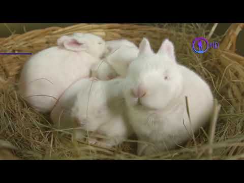 Видео: Припинення мовлення каналу "Планета HD" та початок мовлення "Моя Планета HD" (01.12.2019)