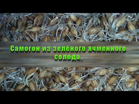 Видео: Самогон из зелёного ячменного солода!Moonshine from green barley malt!