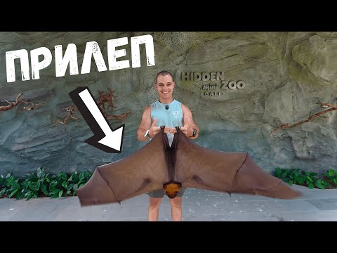 Видео: Скритият Зоопарк в Бали