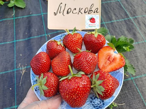 Видео: Москова - клубника позднего срока плодоношения (Итальянский сорт)
