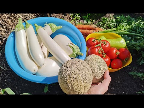 Видео: Заготовка из баклажанов на зиму. Баклажаны как грибы! Очень вкусно! Собираю урожай