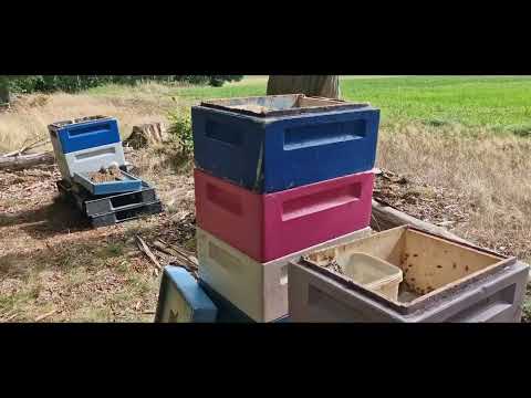 Видео: Сколько сиропа дать в зиму? Это довольно сложный вопрос September 2025